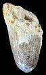 Cretaceous Fossil Crocodile (Elosuchus) Tooth - Morocco #48991-1